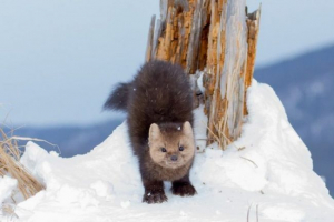 Barguzinsky sable Barguzinsky sable